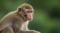 Young rhesus macaque monkey portrait with expressive eyes and natural fur coloring against soft green blurred background for wildlife and nature projects.