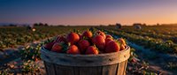 Fresh ripe strawberries in wooden basket at sunset on farm field. Organic berry harvest concept for healthy eating and agriculture industry.