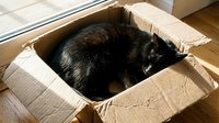 Dark cat curled up sleeping inside a cardboard box near a sunny window, cozy pet resting in natural light on wooden floor.