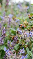 Honeybees pollinating purple lavender and borage flowers in a blooming garden, ideal for nature, agriculture, and pollination educational content.