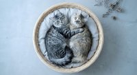 Two adorable tabby kittens cuddling together in wicker basket on soft blanket, perfect for pet care, animal love and companionship concepts.