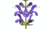 Vibrant purple iris flowers with detailed petals and green stem isolated on white background, suitable for botanical designs and floral compositions.