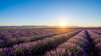 Vast lavender field at sunrise with purple blooms stretching to distant mountains under golden sunlight, ideal for travel, agriculture, and nature backgrounds.