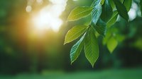 Fresh green chestnut leaves backlit by warm sunlight creating natural bokeh effect in spring garden, soft dreamy nature background.