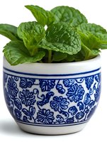 Fresh mint leaves in traditional blue and white ceramic pot with floral pattern, close-up view on white background for culinary and gardening concepts.