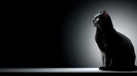 Black cat silhouette sitting in dramatic studio lighting with gradient background for pet photography and feline themed designs.