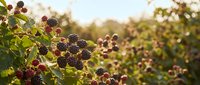 Ripe blackberries growing on lush green bushes in a sunlit garden, showcasing a bountiful summer harvest with warm golden light.