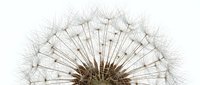 Macro shot of dandelion seedhead with delicate, wispy seeds ready to disperse, isolated on white background for design projects.