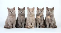 Five adorable British Shorthair kittens sitting in row on white background, gray and cream colored felines with round faces and plush coats isolated.