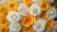 Fresh white and yellow roses in full bloom create romantic floral background pattern, suitable for wedding designs, celebrations and greeting cards.