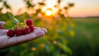 Fresh ripe raspberries in cupped hands at sunset in organic farm field. Natural harvest concept for healthy eating and sustainable agriculture.