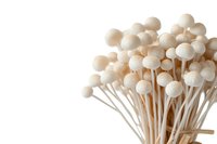Fresh white enoki mushrooms bunch on isolated background, close up view of edible fungi stems and caps showing delicate texture and natural organic form.