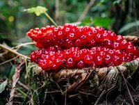 Fresh red amanita muscaria mushrooms growing in natural forest environment on dark soil and moss, macro photography with selective focus.