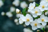 Delicate white jasmine flowers with yellow stamens blooming against dark green foliage, creating fresh spring atmosphere for garden and nature designs.