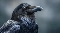 Close-up portrait of a black raven with detailed feathers and powerful beak against blurred gray background, showcasing the bird's intelligence and mystical nature.