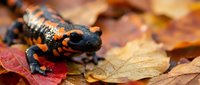 Black and orange spotted salamander on autumn leaves in natural forest habitat. Wildlife amphibian creature among colorful fall foliage for nature education.