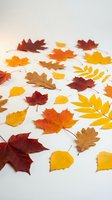 Colorful autumn leaves collection scattered on white background featuring maple, oak and other fall foliage in vibrant red, orange, yellow and brown colors.