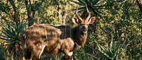 Wild antelope standing alert in natural African savanna habitat surrounded by green vegetation and thorny bushes during golden hour wildlife photography.