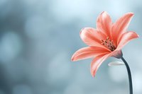 Delicate coral lily flower with soft petals against blurred turquoise background creates dreamy atmosphere for greeting cards and romantic designs.