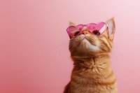 Orange tabby cat wearing pink heart-shaped sunglasses looking up against soft pink background for Valentine's Day themed designs and romantic content.