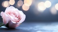 Delicate pink rose blossom on dark background with soft bokeh lights creating romantic atmosphere, macro photography for wedding and valentines themes.