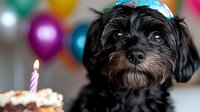 Adorable black dog wearing party hat celebrating birthday with cake and candle, colorful balloons in background creating festive atmosphere.
