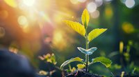 Young green plant seedling growing in sunlight with water drops and bokeh effect background, representing growth, hope, new beginnings and environmental care.