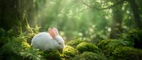 White rabbit sitting on moss-covered ground in lush forest with dappled sunlight filtering through trees, suitable for nature and wildlife content.