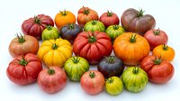 Colorful heirloom tomatoes collection featuring red, yellow, green, purple and orange varieties isolated on white background for culinary and gardening designs.