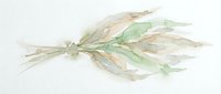 Dried wheat ears and green grass bundle isolated on white background, ready for design projects, crafts, and decorative applications.