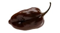 Dark eggplant with stem isolated on white background, ready for culinary, food styling, recipe, and design projects.