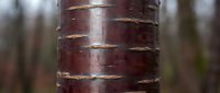 Close-up of dark red birch tree bark with horizontal lenticels and natural texture, suitable for nature and botanical backgrounds.