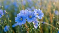 Blue flax flowers blooming in natural meadow with soft bokeh background, delicate petals with intricate veining patterns for botanical and nature designs.