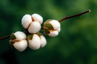 Fluffy white cotton bolls on a branch against a blurred green background, showcasing natural fiber harvest and agriculture.