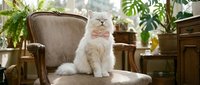 Fluffy white long-haired cat sitting on upholstered chair surrounded by potted plants and wooden furniture in bright indoor setting.
