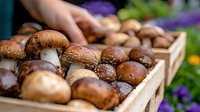 Fresh brown portobello mushrooms in wooden crate at farmers market, raw organic produce with natural texture and earthy colors, selective focus.
