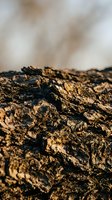 Rough textured tree bark surface with deep grooves and natural patterns in warm brown tones against blurred background for organic design projects.