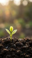 Young green seedling sprouting from rich dark soil with warm sunlight and bokeh background representing new life, growth, and fresh beginnings in nature.