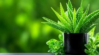 Fresh aloe vera plant in black pot against blurred green background, vibrant succulent leaves with natural bokeh effect, suitable for wellness and skincare concepts.