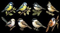 Watercolor songbirds collection, eight species including titmice and chickadees, isolated on transparent background, ready for stickers, clipart, t-shirt design, and print on demand.