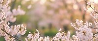 Cherry blossom branches in full bloom with soft pink flowers against blurred spring background for seasonal designs and nature themes.