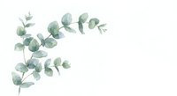 Watercolor eucalyptus branches with green leaves on white background, botanical illustration for wedding invitations, greeting cards and natural decor.