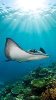 Majestic stingray gliding over vibrant coral reef in crystal clear tropical waters with sunbeams streaming from surface creating magical underwater scene.
