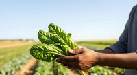 Young male farmer with dark skin tone holding fresh green lettuce in agricultural field during harvest, suitable for farming, agriculture, and organic produce marketing.