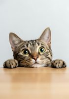 Tabby cat with green eyes peeking over wooden table edge, front view with paws visible. Curious feline expression suitable for pet, humor, and advertising content.