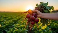 Fresh organic radishes with green leaves held in hands during golden hour sunset over agricultural field for healthy eating and farm-to-table concepts.