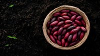 Fresh red kidney beans in woven basket on dark soil background with green sprouts, top view composition for healthy eating and organic farming concept.