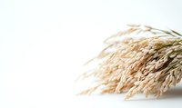 Dried pampas grass plumes in natural beige color against white background, soft focus botanical composition for minimalist home decor and floral arrangements.