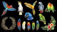Colorful parrots, macaws, and cockatoos isolated on transparent background. Ready for t-shirt design, clipart, stickers, sublimation, and print-on-demand projects.