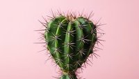 Heart-shaped cactus with sharp spines on soft pink background. Minimalist botanical concept for love, relationships, and Valentine's Day designs.
